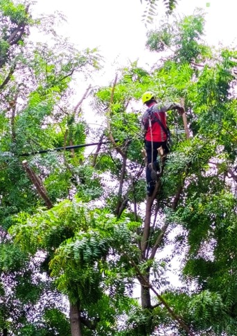 TRASPLANTE Y MANTENIMIENTO DE ÁRBOLES TRASPLANTE Y MANTENIMIENTO DE ÁRBOLES
