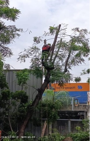 TRASPLANTE Y MANTENIMIENTO DE ÁRBOLES TRASPLANTE Y MANTENIMIENTO DE ÁRBOLES