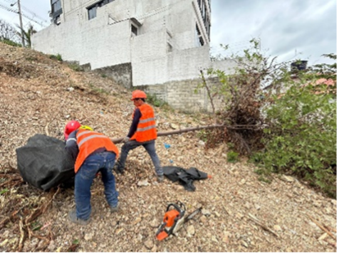 TRASPLANTE Y MANTENIMIENTO DE ÁRBOLES TRASPLANTE Y MANTENIMIENTO DE ÁRBOLES