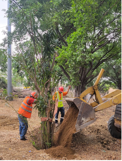 TRASPLANTE Y MANTENIMIENTO DE ÁRBOLES TRASPLANTE Y MANTENIMIENTO DE ÁRBOLES