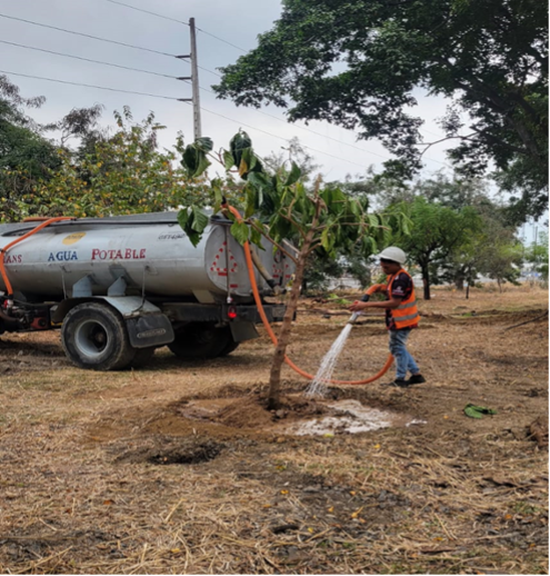 TRASPLANTE Y MANTENIMIENTO DE ÁRBOLES TRASPLANTE Y MANTENIMIENTO DE ÁRBOLES